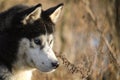 Shallow focus closeup shot of a Siberian Husky dog covered in dust and dirt