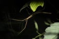 Shallow focus closeup shot of a stick insect Phasmid on a plant at night