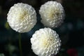 Shallow focus closeup shot of white Georgina flowers in a garden