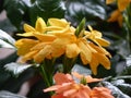 Shallow focus closeup shot of yellow Crossandra flowers in a garden