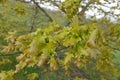 Shallow focus closeup on young fresh orange clored leaves of the common oak, Quercus ruber Royalty Free Stock Photo