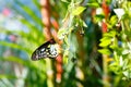 A shallow focus closup image of a beautiful Butterfly