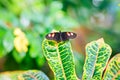 A shallow focus closup image of a beautiful Butterfly