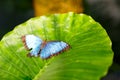 A shallow focus closup image of a beautiful Butterfly