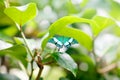 A shallow focus closup image of a beautiful Butterfly