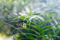 A shallow focus closup image of a beautiful Butterfly