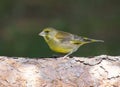 Shallow focus of a common greenfinch perching on a cracked tree bark