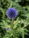 Shallow focus of a Echinops setifer flower with green grass in the garden, vertical shot