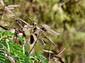 Shallow focus of Eucalypt leaves over a blurry background