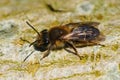 Shallow focus of a female melow miner (Andrena mitis) sunbathing on mossy surface Royalty Free Stock Photo