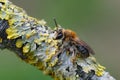 Shallow focus of a female melow miner bee on a lichen covered  tree branch Royalty Free Stock Photo