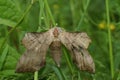 Shallow focus of a female poplar hawk moth ( Laothoe populi ) with her eggs in the grass Royalty Free Stock Photo