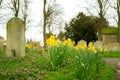 Shallow focus of fresh, blooming daffodils seen growing plentiful in an old English cemetery