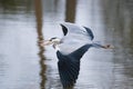 Shallow focus of a gray egret flying over a river Royalty Free Stock Photo