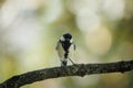 Shallow focus of Great tit (Kohlmeise) standing ona tree branch