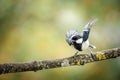 Shallow focus of Great tit (Kohlmeise) standing on a tree branch