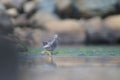 Shallow focus of Greater yellowlegs shorebird walking alone the shore