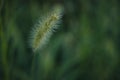 Shallow focus of green bristle growing in a field