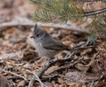 Shallow focus of a Juniper titmouse bird on a twig with autumn leaves in the park on the background