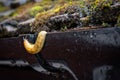 Shallow focus of a large garden slug.