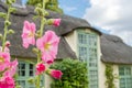 Shallow focus of large, purple flowers growing wild in the front of an old, English thatched roof cottage.