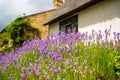 Shallow focus of large, purple flowers growing wild in the front of an old, English thatched roof cottage.