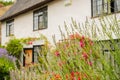 Shallow focus of large, purple flowers growing wild in the front of an old, English thatched roof cottage.