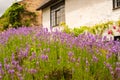 Shallow focus of large, purple flowers growing wild in the front of an old, English thatched roof cottage.