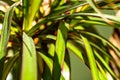 Shallow focus of leaves of an interior, potted house plant showing dust of some of the leaves.