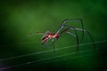 Shallow focus macro shot of a long-jawed orb weaver spider standing on its webs