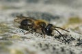 Shallow focus of a male melow miner (Andrena mitis) sunbathing on mossy surface Royalty Free Stock Photo