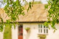 Shallow focus of a mature weeping Willow Tree showing its branches in full bloom. Royalty Free Stock Photo