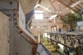 Shallow focus of a milking machine in an old milking parlour on a dairy farm. Royalty Free Stock Photo