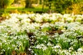 Shallow focus of beautiful snowdrops in a botanical gardens.
