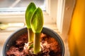 Shallow focus of new plant growth seen on a springtime potted plant.