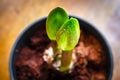 Shallow focus of new plant growth seen on a springtime potted plant.