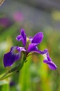 Shallow focus of Northern blue flag, Iris versicolor flower Royalty Free Stock Photo