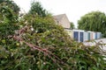 Shallow focus of an overgrown hedge seen on an housing estate in London. Royalty Free Stock Photo