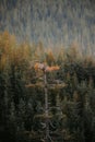 Shallow focus of a Pinus sylvestris, Scots pine tree against a blurred dense forest background Royalty Free Stock Photo