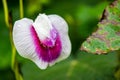 Shallow focus of a purple vagina flower with blur background