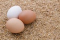 Shallow focus of raw eggs in burlap sack on rice husk background Royalty Free Stock Photo