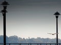 Shallow focus of a red-tailed hawk flying with its wing spread between street lamp poles Royalty Free Stock Photo