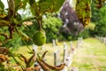 Shallow focus of a rope Horse Chestnut pod seen in a rural cemetery during early autumn.