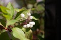 Shallow focus of a Roughleaf dogwood Royalty Free Stock Photo