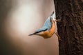 Shallow focus shot of adorable Eurasian nuthatch perched on tree trunk upside down