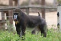 Shallow focus shot of a Badoca monkey in Willife Park of Portugal.