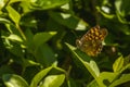 Shallow focus shot of a beautiful butterfly sitting on a plant Royalty Free Stock Photo