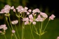 Shallow focus shot of beautiful great masterwort flowers Royalty Free Stock Photo