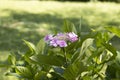 Shallow focus shot of beautiful pink hydrangea flowers in a greenery Royalty Free Stock Photo