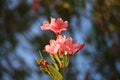 Shallow focus shot of beautiful pink Oleander flowers in a garden Royalty Free Stock Photo